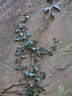 Gravestone Ivy G012_0560