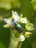 Green Bottle Fly 036_0230