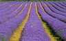 Lavender Fields