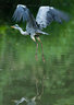 Heron