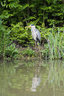 Heron