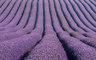 Lavender Rows 059_1202