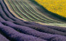 Lavender & Sunflowers 059_1204