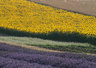 Lavender & Sunflowers 059_1205