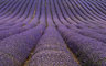 Lavender Field 059_1250