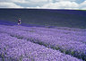 Girl In Lavender Field 529_08