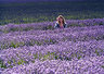 Girl In Lavender Field 530_10