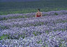 Girl In Lavender Field 530_15