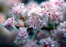 Horse Chestnut Flowers 146_31