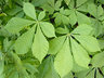 Horse Chestnut Leaves