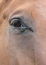 HorseEye C002_1574