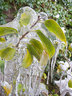 Leaves in Ice