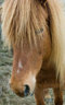 Icelandic Horse