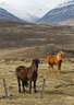 Icelandic Horses 029_0095