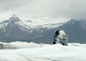 Jokulsarlon 0228