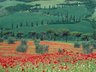 Poppies & Cyprus Trees 402_16