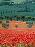 Poppies & Cyprus Trees 403_04