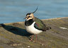 Lapwing 077_0565