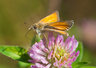 Large Skipper 098_0020