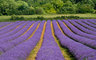 Lavender Fields 0527
