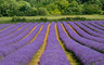 Lavender Fields 0527