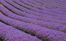 Lavender Fields 0528