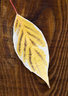 Cornus Alba Leaf 045_0586