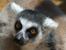 Lemur