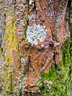 Lichen Tree Bark G008_0427