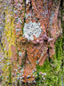 Lichen