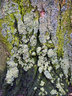 Lichen Tree Bark G008_0431