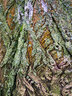 Lichen Tree Bark G008_0439