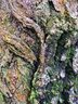 Lichen Tree Bark G008_0452
