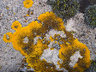 Lichen G012_0545