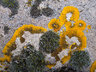 Lichen