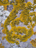 Lichen G012_0551