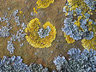 Lichen G012_0566