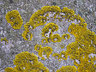 Lichen G012_0569