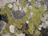 Lichen