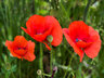 Poppies