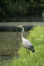 Heron