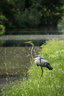 Heron D810_014_1690