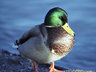 Mallard