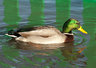 Mallard