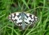 Marbled White 095_0261