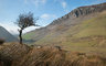 Lone Tree