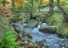 Padley Gorge