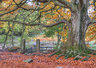 Padley Gorge