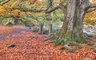 Padley Gorge