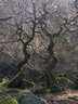 Padley Gorge
